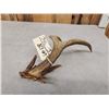 Image 4 : Main Frame 4 Point Wild Whitetail Shed Antler