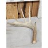 Image 2 : 6.5 Lbs Of Whitetail Antlers
