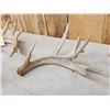 Image 3 : 6.5 Lbs Of Whitetail Antlers