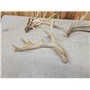 Image 4 : 6.5 Lbs Of Whitetail Antlers