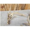 Image 5 : 6.5 Lbs Of Whitetail Antlers
