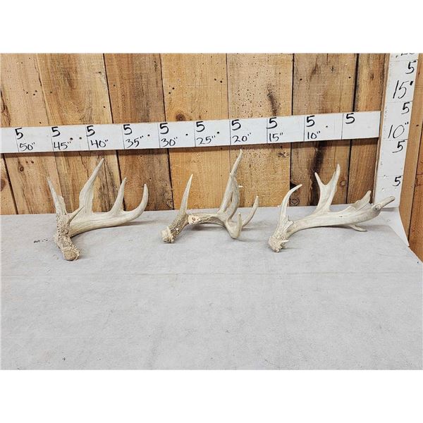 Group Of 3 Whitetail Shed Antlers