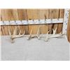 Image 1 : Group Of 3 Whitetail Shed Antlers