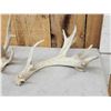 Image 2 : Group Of 3 Whitetail Shed Antlers