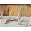 Image 3 : Group Of 3 Whitetail Shed Antlers