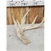 Image 4 : Group Of 3 Whitetail Shed Antlers