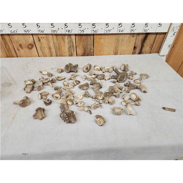 17.7 Lbs Of Elk & Whitetail Shed Burrs