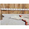 Image 2 : Blue Ranch Fox Rug Taxidermy