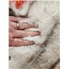Image 4 : Blue Ranch Fox Rug Taxidermy