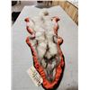Image 5 : Blue Ranch Fox Rug Taxidermy