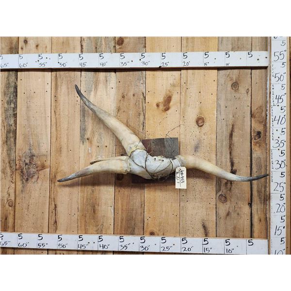 Authentic Freak 3 Horn Steer Horns On Skull Plate