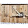 Image 2 : Authentic Freak 3 Horn Steer Horns On Skull Plate
