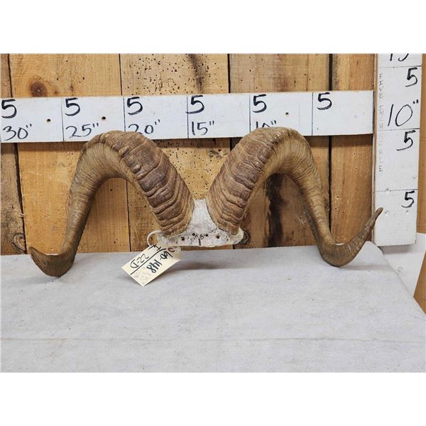 Alaskan Dall Sheep Horns On Skull Plate