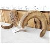 Image 2 : Alaskan Dall Sheep Horns On Skull Plate