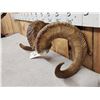 Image 3 : Alaskan Dall Sheep Horns On Skull Plate