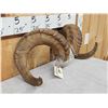 Image 4 : Alaskan Dall Sheep Horns On Skull Plate