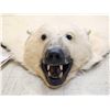 Image 10 : Monster Antique Polar Bear Rug Taxidermy