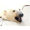 Image 11 : Monster Antique Polar Bear Rug Taxidermy