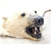 Image 12 : Monster Antique Polar Bear Rug Taxidermy