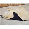 Image 13 : Monster Antique Polar Bear Rug Taxidermy