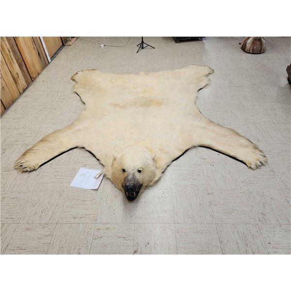 Monster Antique Polar Bear Rug Taxidermy