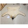 Image 1 : Monster Antique Polar Bear Rug Taxidermy