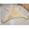 Image 4 : Monster Antique Polar Bear Rug Taxidermy