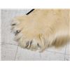Image 5 : Monster Antique Polar Bear Rug Taxidermy