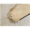 Image 6 : Monster Antique Polar Bear Rug Taxidermy