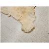 Image 7 : Monster Antique Polar Bear Rug Taxidermy