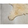Image 8 : Monster Antique Polar Bear Rug Taxidermy