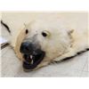 Image 9 : Monster Antique Polar Bear Rug Taxidermy