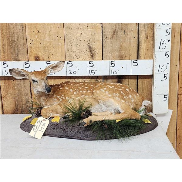 Whitetail Fawn Full Body Taxidermy Mount