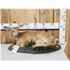 Image 1 : Whitetail Fawn Full Body Taxidermy Mount
