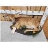 Image 2 : Whitetail Fawn Full Body Taxidermy Mount