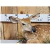 Image 3 : Whitetail Fawn Full Body Taxidermy Mount
