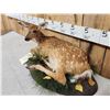 Image 4 : Whitetail Fawn Full Body Taxidermy Mount