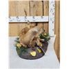 Image 5 : Whitetail Fawn Full Body Taxidermy Mount