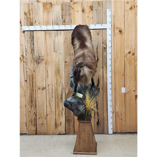 Nice Tahr Climbing Down A Rock Full Body Taxidermy Mount
