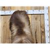 Image 2 : Nice Tahr Climbing Down A Rock Full Body Taxidermy Mount