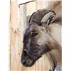 Image 4 : Nice Tahr Climbing Down A Rock Full Body Taxidermy Mount