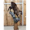 Image 6 : Nice Tahr Climbing Down A Rock Full Body Taxidermy Mount