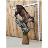 Image 7 : Nice Tahr Climbing Down A Rock Full Body Taxidermy Mount