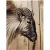 Image 8 : Nice Tahr Climbing Down A Rock Full Body Taxidermy Mount