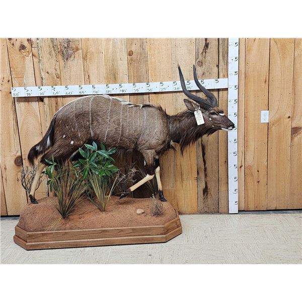 African Nyala Full Body Taxidermy Mount