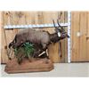 Image 1 : African Nyala Full Body Taxidermy Mount
