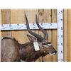 Image 2 : African Nyala Full Body Taxidermy Mount