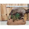 Image 3 : African Nyala Full Body Taxidermy Mount