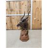 Image 4 : African Nyala Full Body Taxidermy Mount