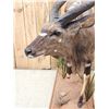 Image 5 : African Nyala Full Body Taxidermy Mount